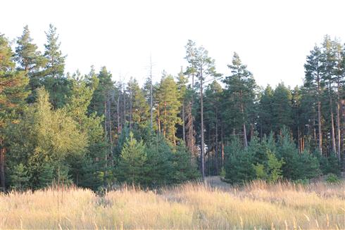 sitka-skovfyr-rødgran-_fransk_fyr__4x25_ialt_100_stk__leveres_barrodet__