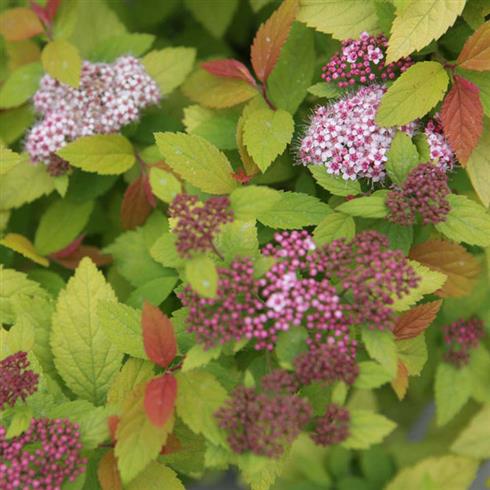 spiræa__firelight__2040_cm_med_p9_potte__spiraea_japonica__