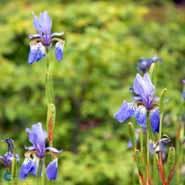 iris__blå_blomster__sibirisk_iris__sibirica__blue_king_