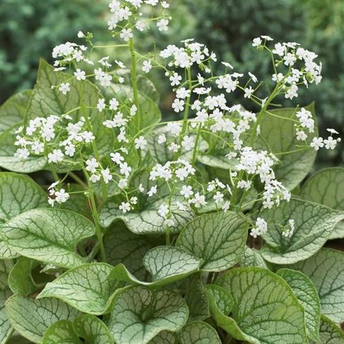 kærmindesøster__brunnera_macrophylla_mister_morse