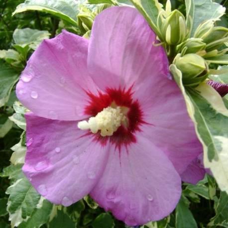 syrisk_rose__lys_lilla__1530_cm_med_p9_potte__hibiscus_syriacus_purpureus_variegatus__
