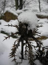 bakketidsel__carlina__store_hvide_blomster__acaulis_simplex_