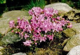 rhododendron__sartrosa__pink_drift__