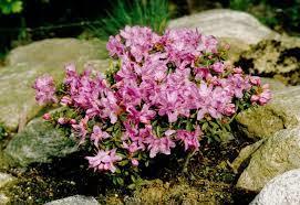 rhododendron__pink_drift__sartrosa__
