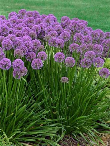 allium_hybride__løgplante__allium_hybride_