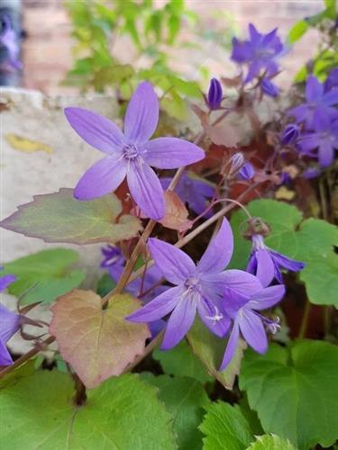 mÆlkeklokke__campanula__poscharskyana__