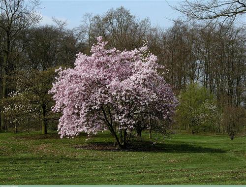 stjernemagnolie__leonard_messel__hvidrosa__80100_cm_med_potte_eller_klump__magnolia__