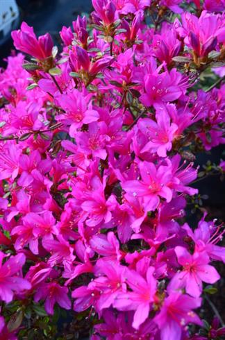 azalea__pink__leveres_i_p9_potte__amoenum