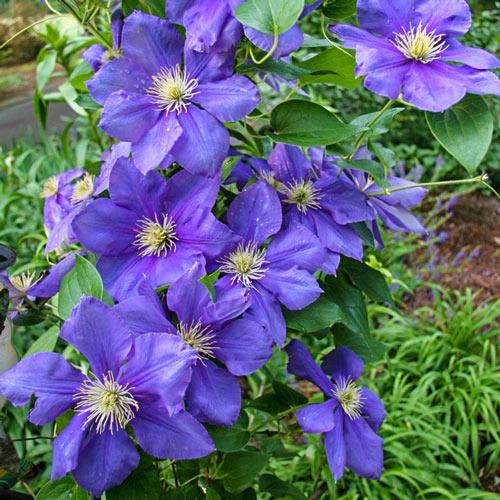 clematis__general_sikorski__dyb_blå_med_gule_støvdragere__leveres_med_potte__storblomstrende__mp-34_