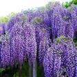Slyngplanter Slyngplanter, Clematis og Kaprifolia  