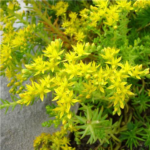 stenurt__sedum__sexangulare_
