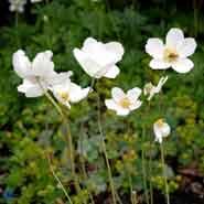 sommeranemone__anemone_sylvestris_