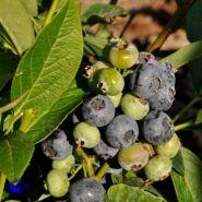 blåbær__herma__leveres_i_p9_potte__frugtbusk__små_blådugget_milde_bær__vaccinium_corymbosum__
