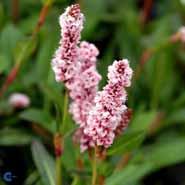 tæppepileurt__persicaria__affinis__superba_