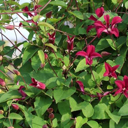clematis__texensis__grevetye_beauty__leveres_med_potte__mp-34_