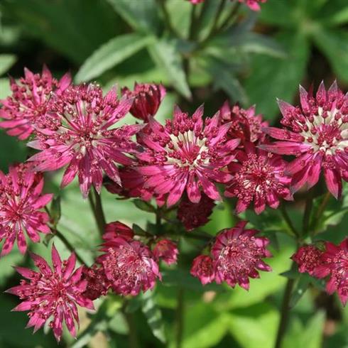 stjerneskærm__astrantia_major_ruby_wedding