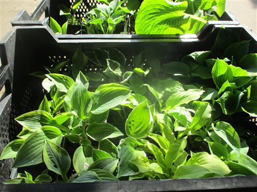 hosta__blandet_hostakasser_med_24_stk__assorteret_med_mindst_6_sorter__