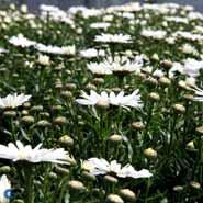 chrysanthemum__hvide_blomster__kæmpemargerit__leucanthemum_silver_princess_