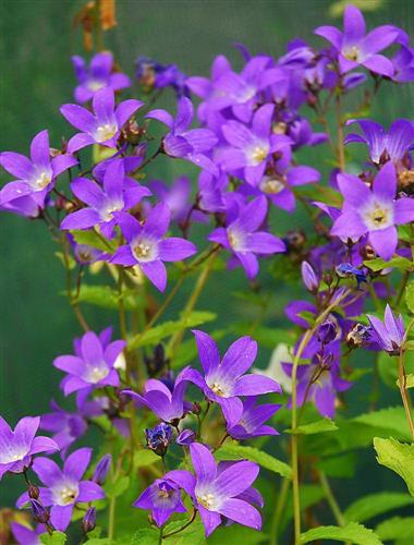 mælkeklokke__blå_blomster__campanula__lactiflora_prichards_variety_