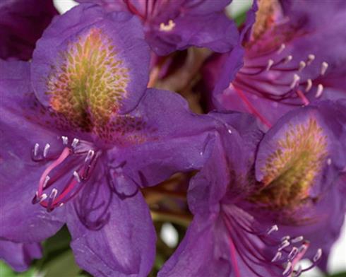 rhododendron__mørk_lilla__leveres_i_p13_potte__marcel_menard_