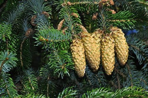 sitka__picea_sitchensis__