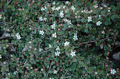 dværgmispel__bullatus__cotoneaster_bullatus_