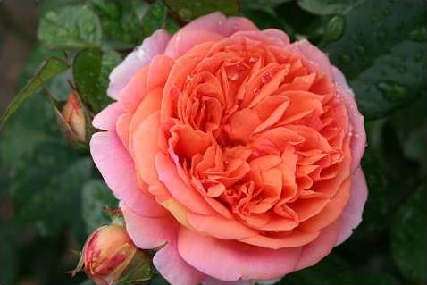 chippendale__mørk_orange__storblomstrende_roser__