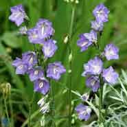 campanula__smalbladet_klokke__lys_lilla__persicifolia_coerulea_