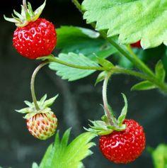 skovjordbær__fragaria_vesca_småland__