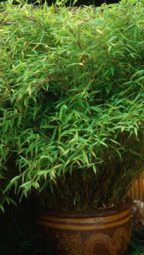 bambus__simba__haveplanter_hegnsplanter_hæk__fargesia_murielae_simba__