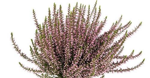lyng__efterårslyng__rosa_elisa__rosa__calluna__vulgaris__leveres_i_p5_potte_