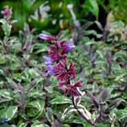 salvie__brogetbladet__små_blålilla_blomster__salvia_officinalis__tricolor_