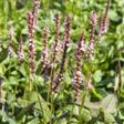 Urt - Persicaria Stauder