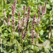 kertepileurt__persicaria__amplexicaulis__rosea_