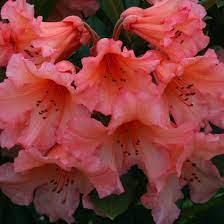 rhododendron__tortoiseshell_orange__laksefarvet__