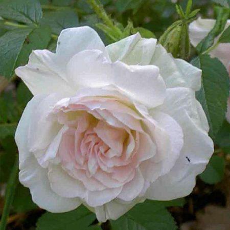 ritausma__lys_rosa__historiske_roser_