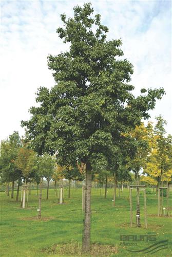 hjerteblad__alnus_cordata_