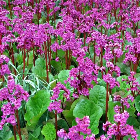 kæmpestenbræk__bergenia_abendglut