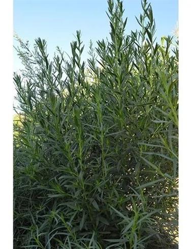 estragon__artemisia_dracunculus_