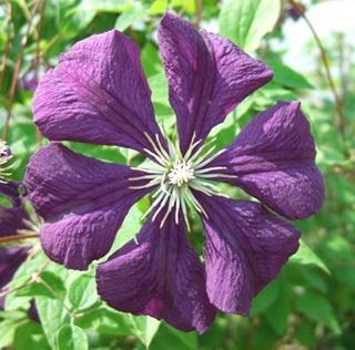 clematis__viticella__etoile_violette__dyb_violet__leveres_med_potte__småblomstrende__mp-34_