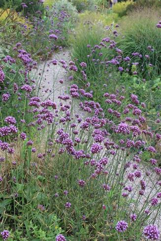 kæmpe_verbena__verbena_bonariensis