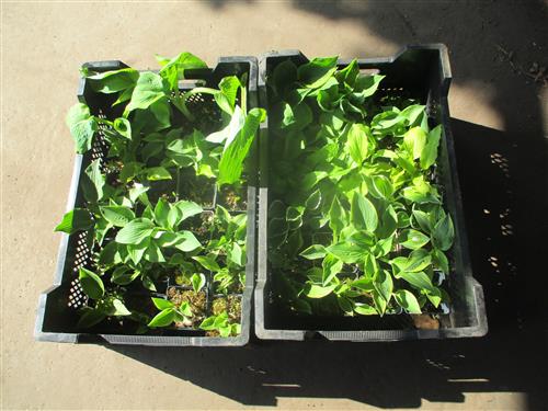 hosta__blandet_hostakasser_med_24_stk__assorteret_med_mindst_6_sorter__