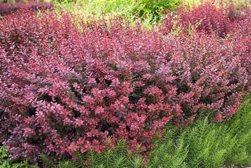 berberis__atropurpurea__rød__berberis_thunbergii_atropurpurea_