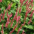 Urt - Persicaria Stauder