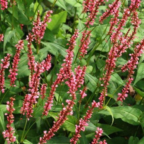 kerte-pileurt__persicaria_amplexicaulis_orange_field