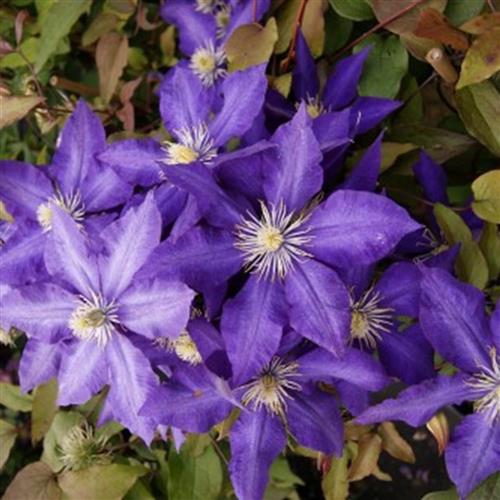 clematis__daniel_deronda__lavendelblå__leveres_med_potte__storblomstrende__mp-34_