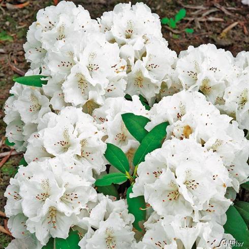 rhododendron__hvid__schneekrone__