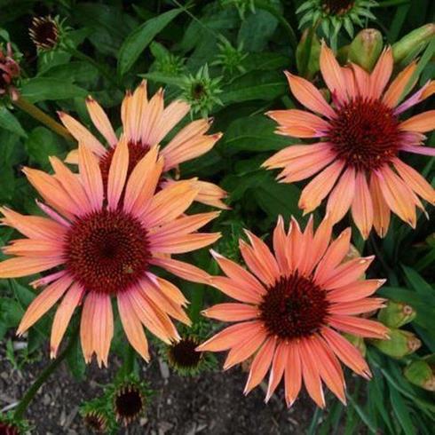 purpursolhat__echinacea_purpurea_sundown