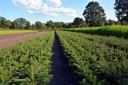 nordmann__tlugi_juletræ___abies_nordmanniana_ambrolauri_tlugi_