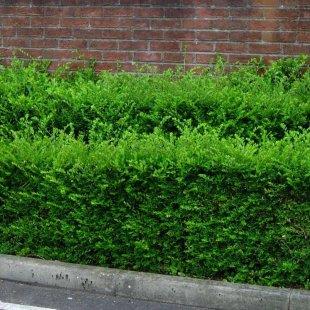 gedeblad__ligustergedeblad__2530_cm_med_potte__lonicera_pileata__
